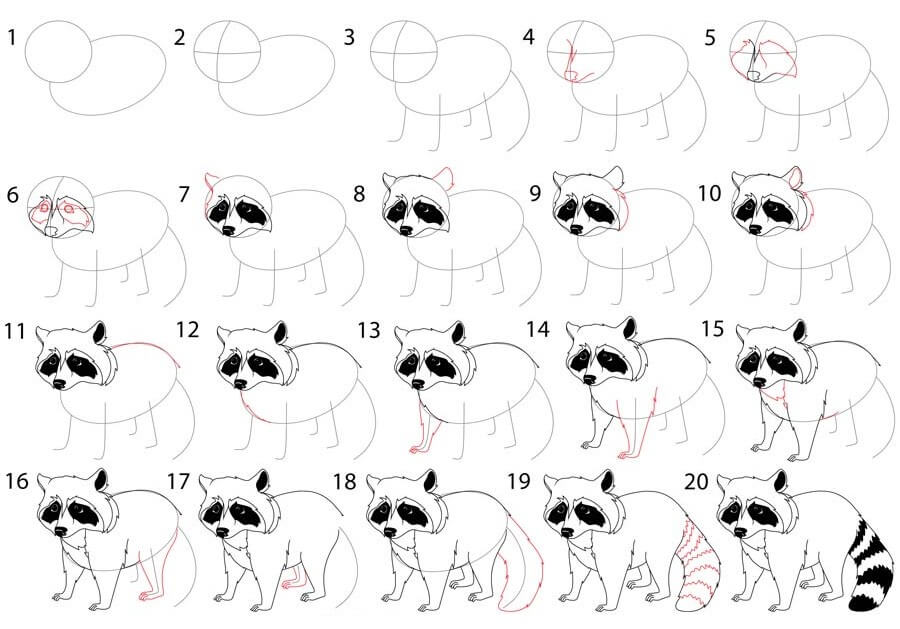 Dibujos de Mapache realista sencillo