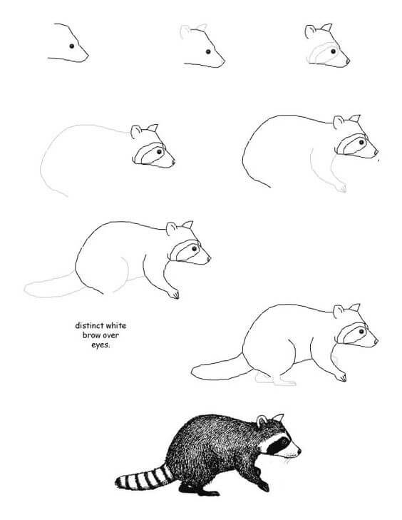 Dibujos de Mapache travieso