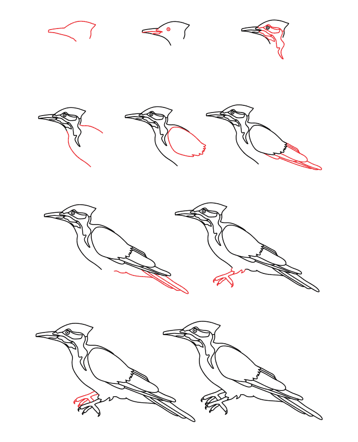 Dibujos de Realistic woodpecker
