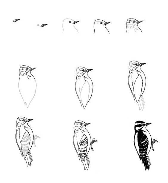 Dibujos de Woodpecker idea (4)
